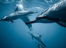 羽协主席张军：石宇奇这次能够圆梦，我为他感到自豪